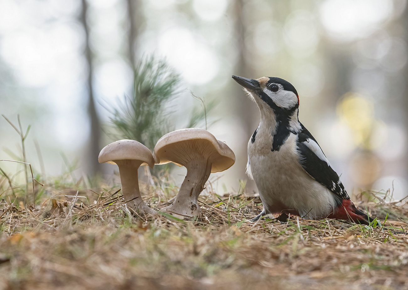 In forest
