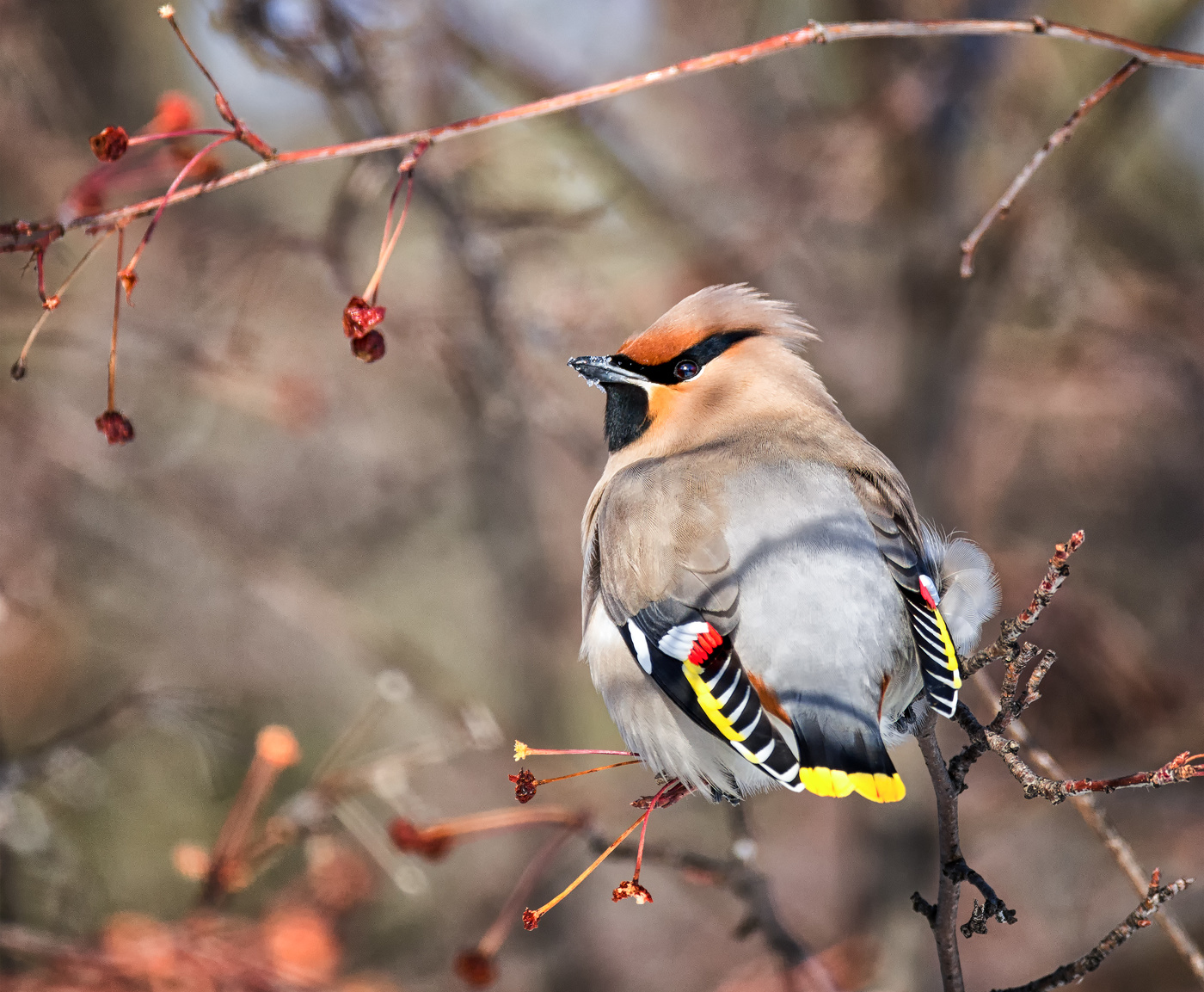 Waxwing.