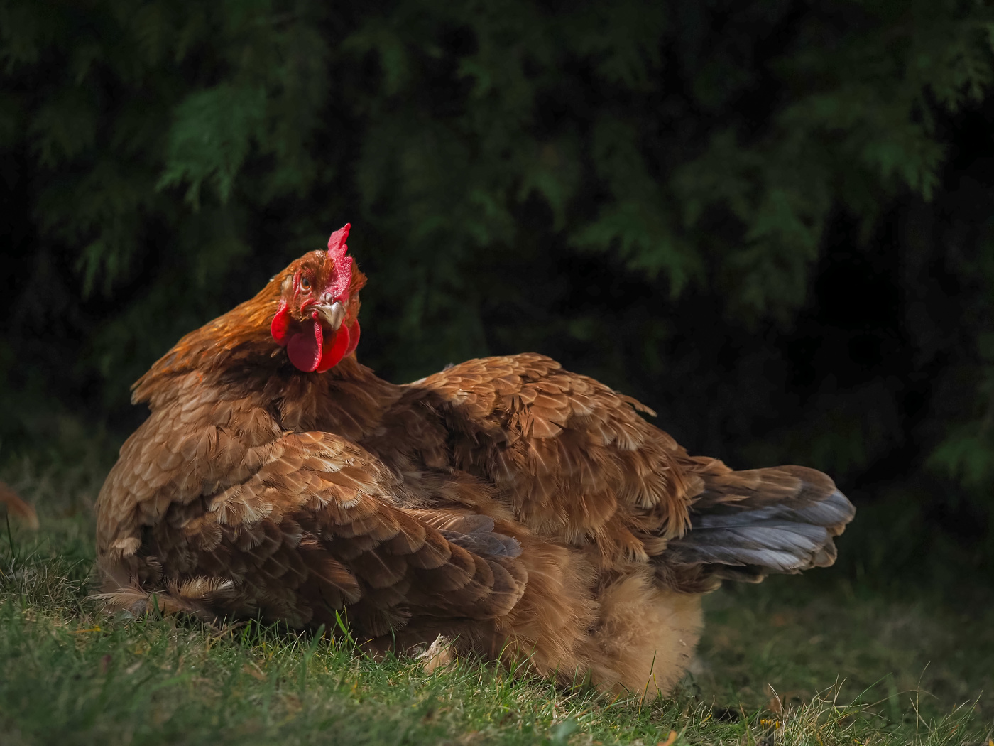 portrait of a red hen in the grass close-up
