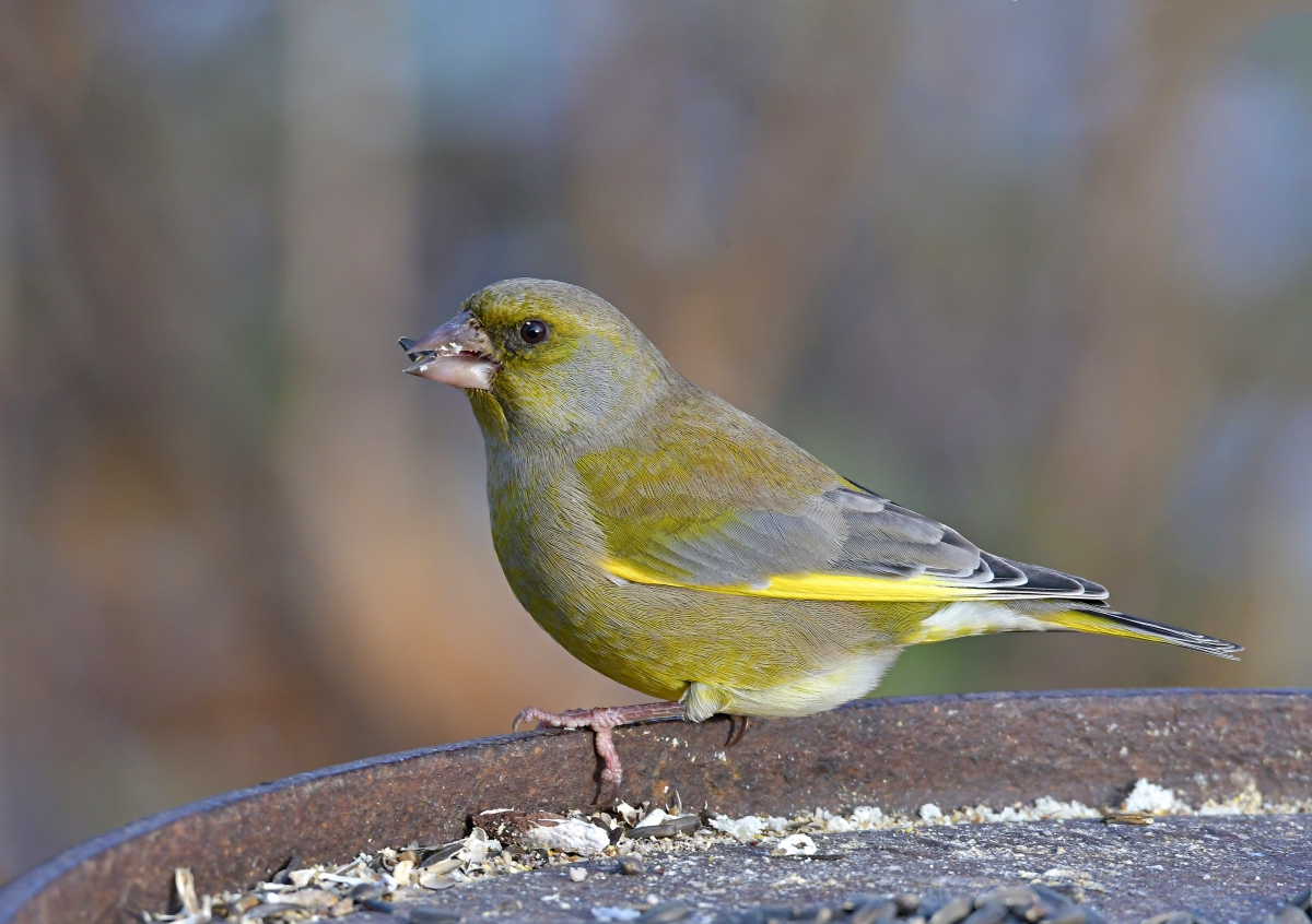 Yellow Wagtail