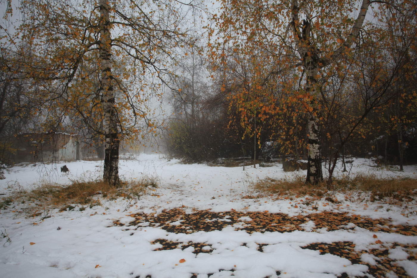 Birches