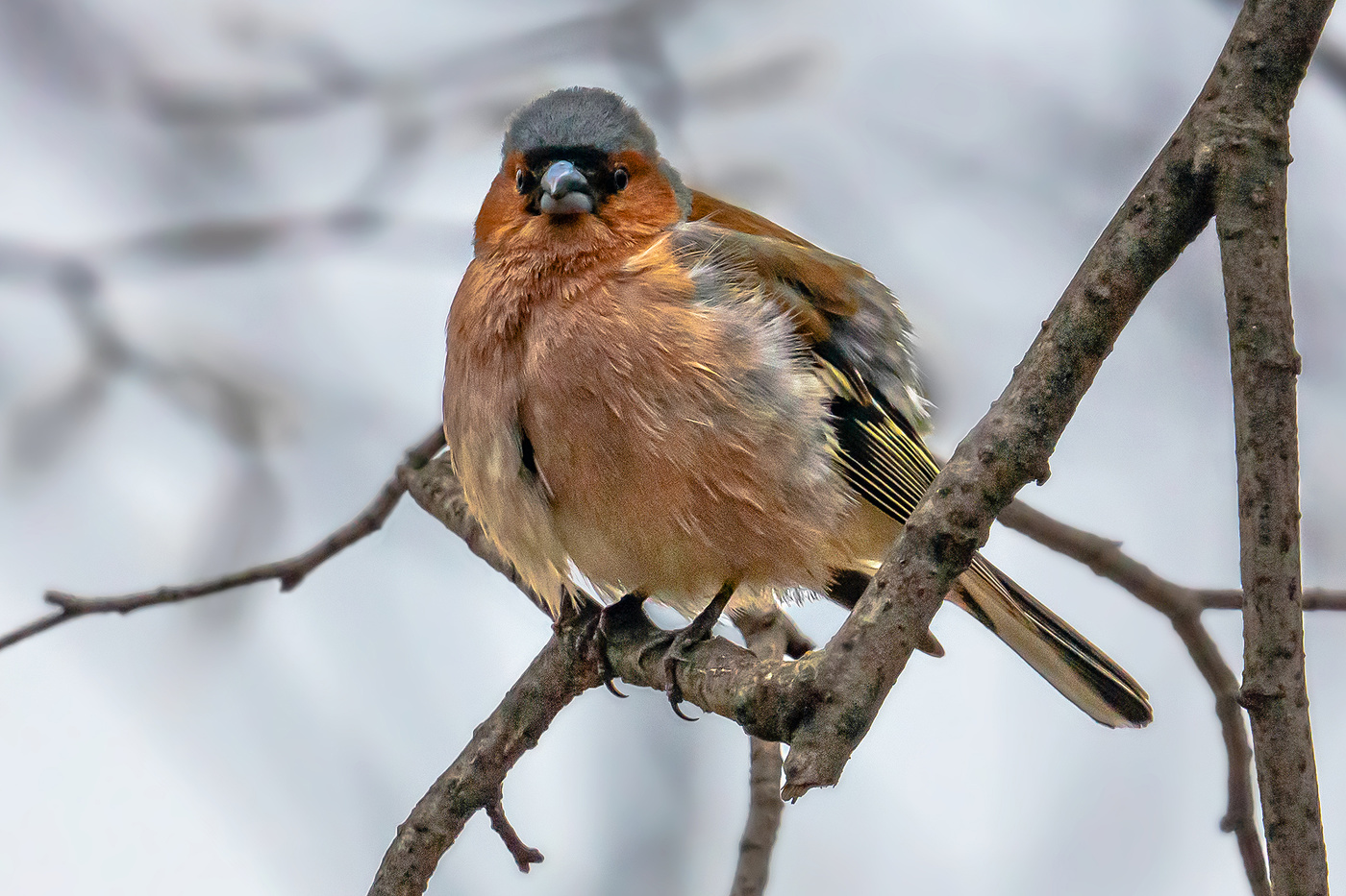 Finch