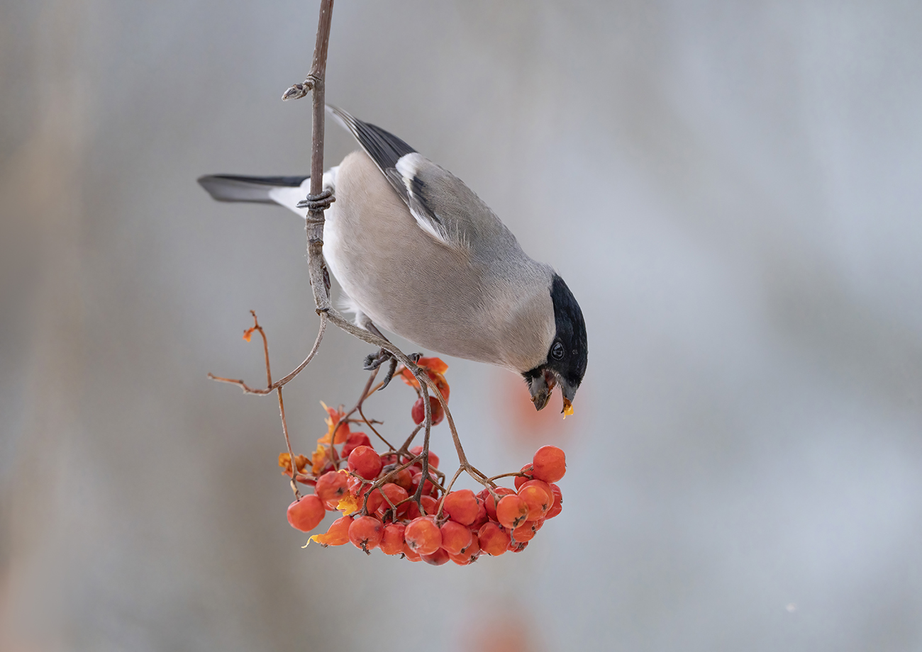 Bullfinch
