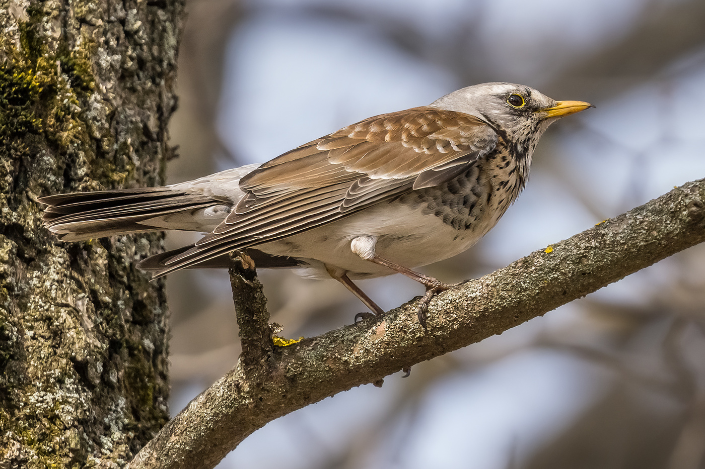 Thrush Fieldfare