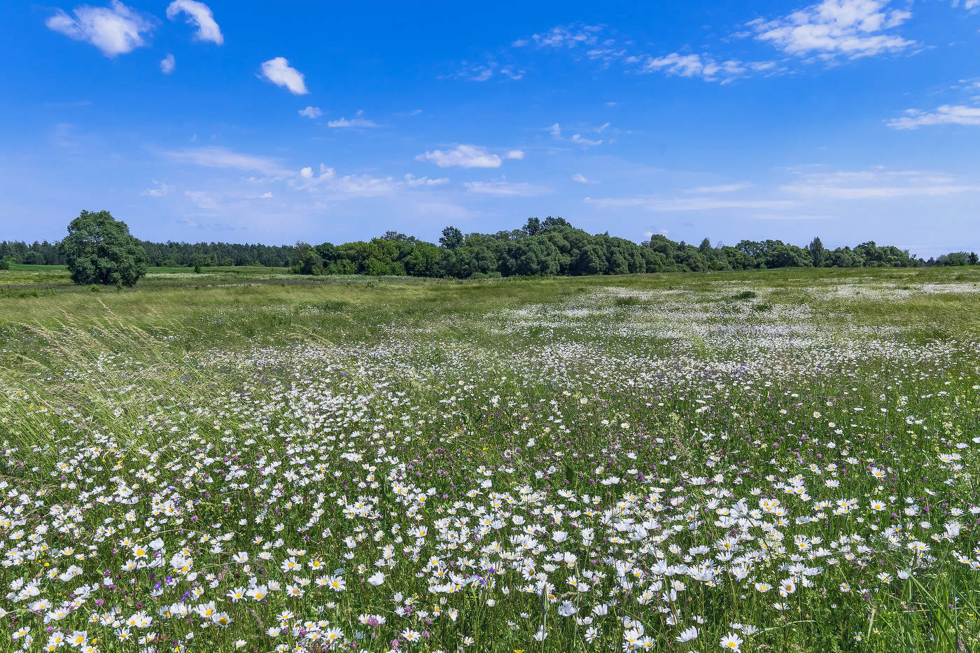 Russian field