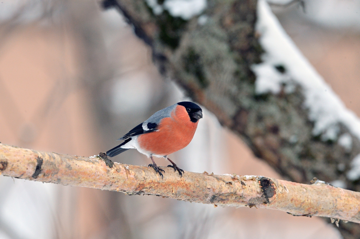 Bullfinch