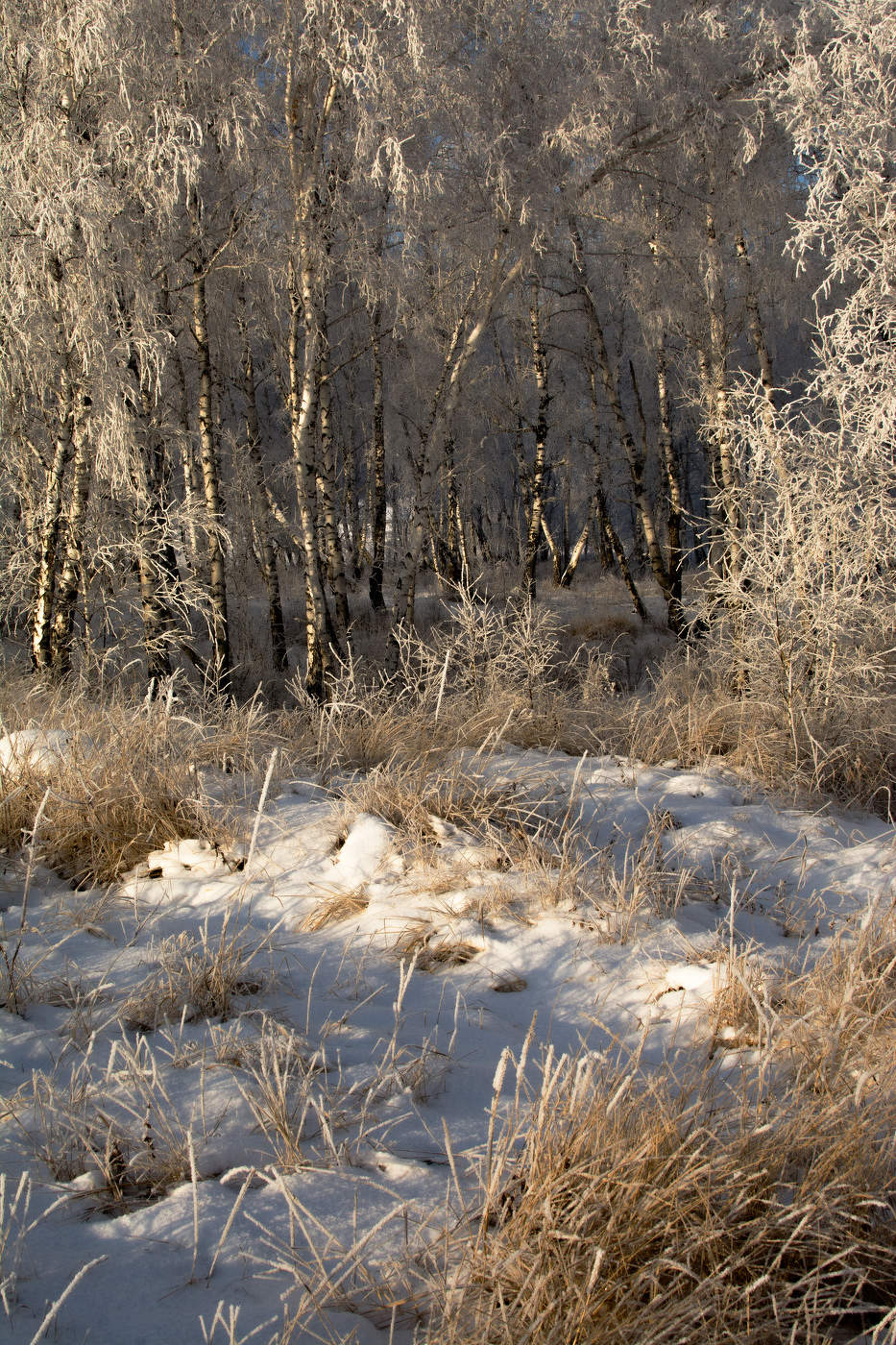 Winter forest