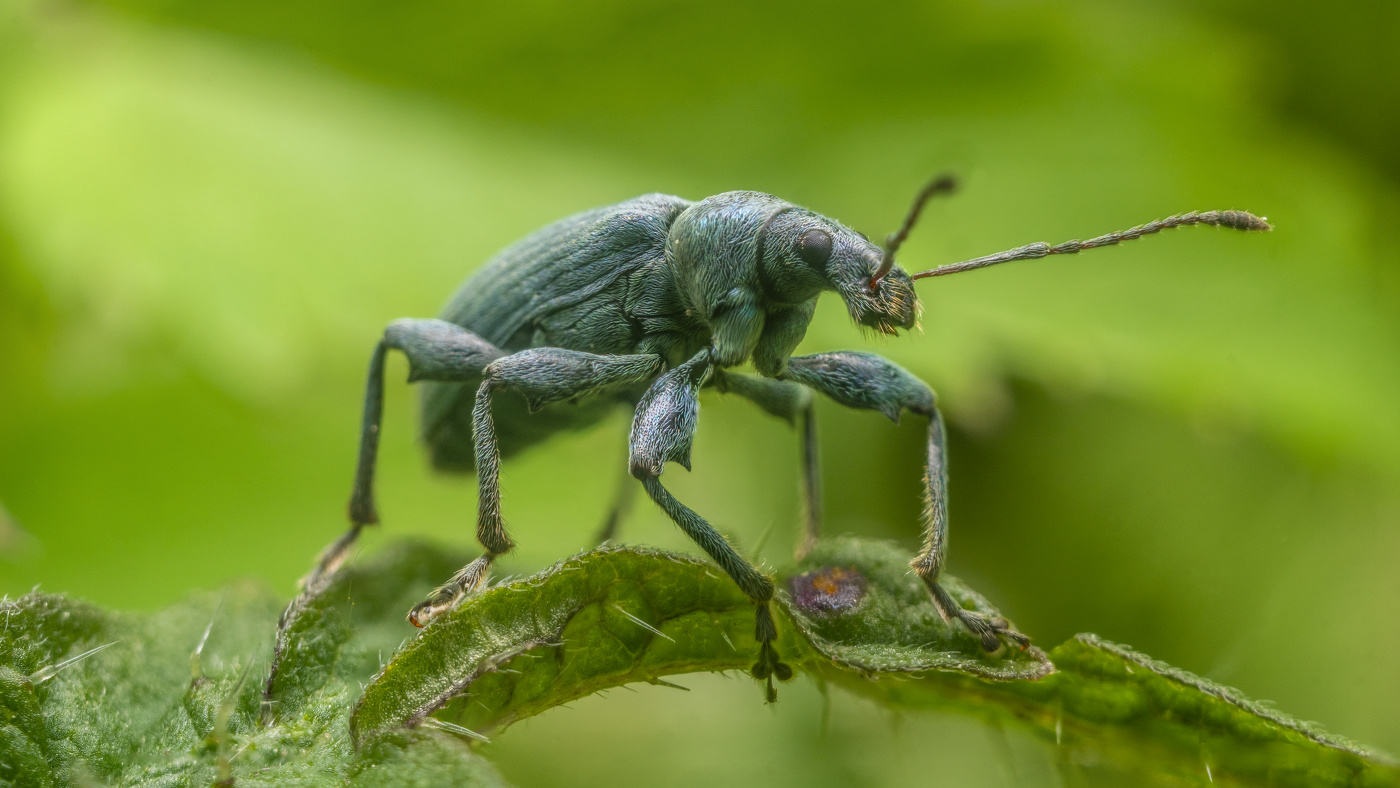 phyllobius pomaceus