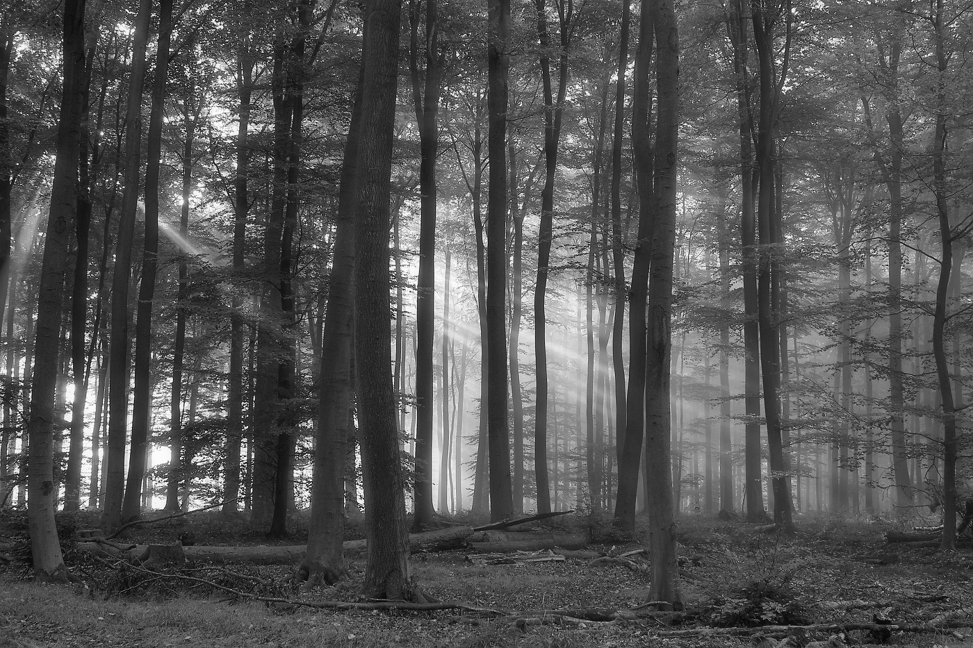 Fog dissipates