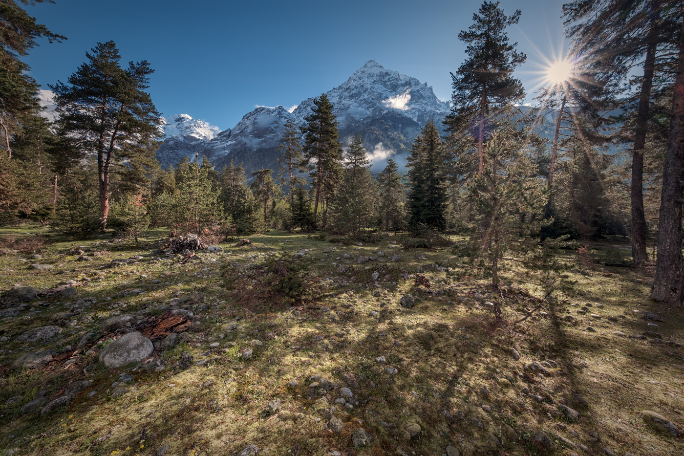 Forest In Ushba Foothills