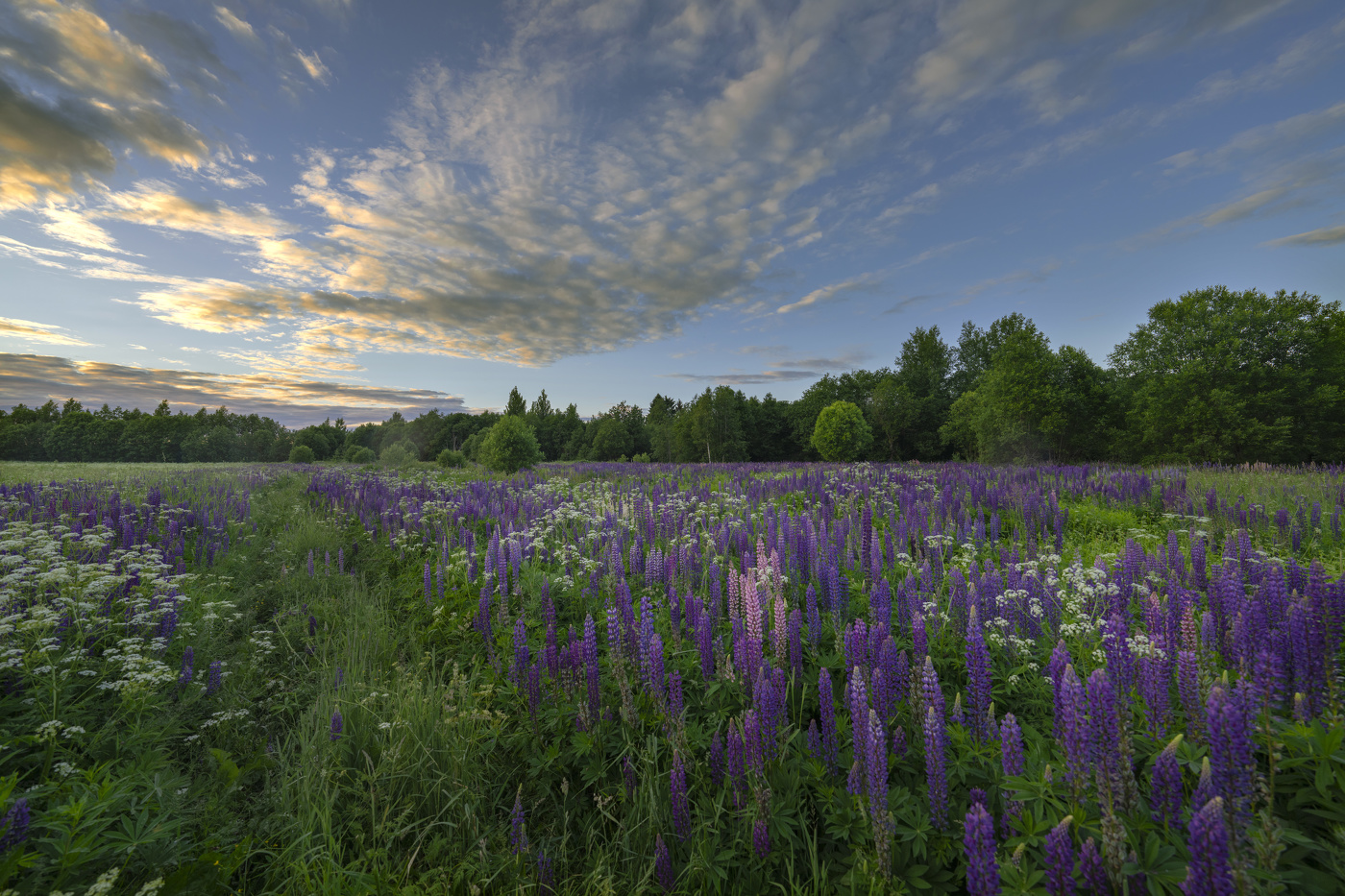 July evening