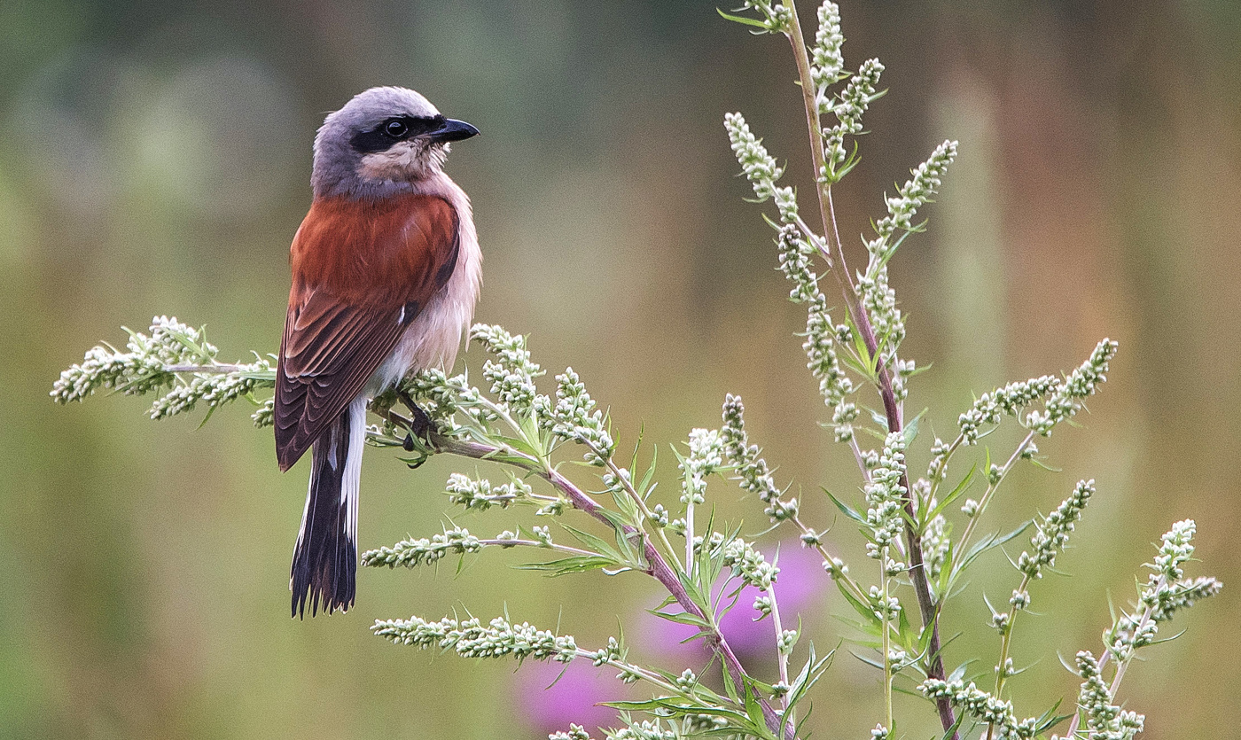 Red-backed shrike