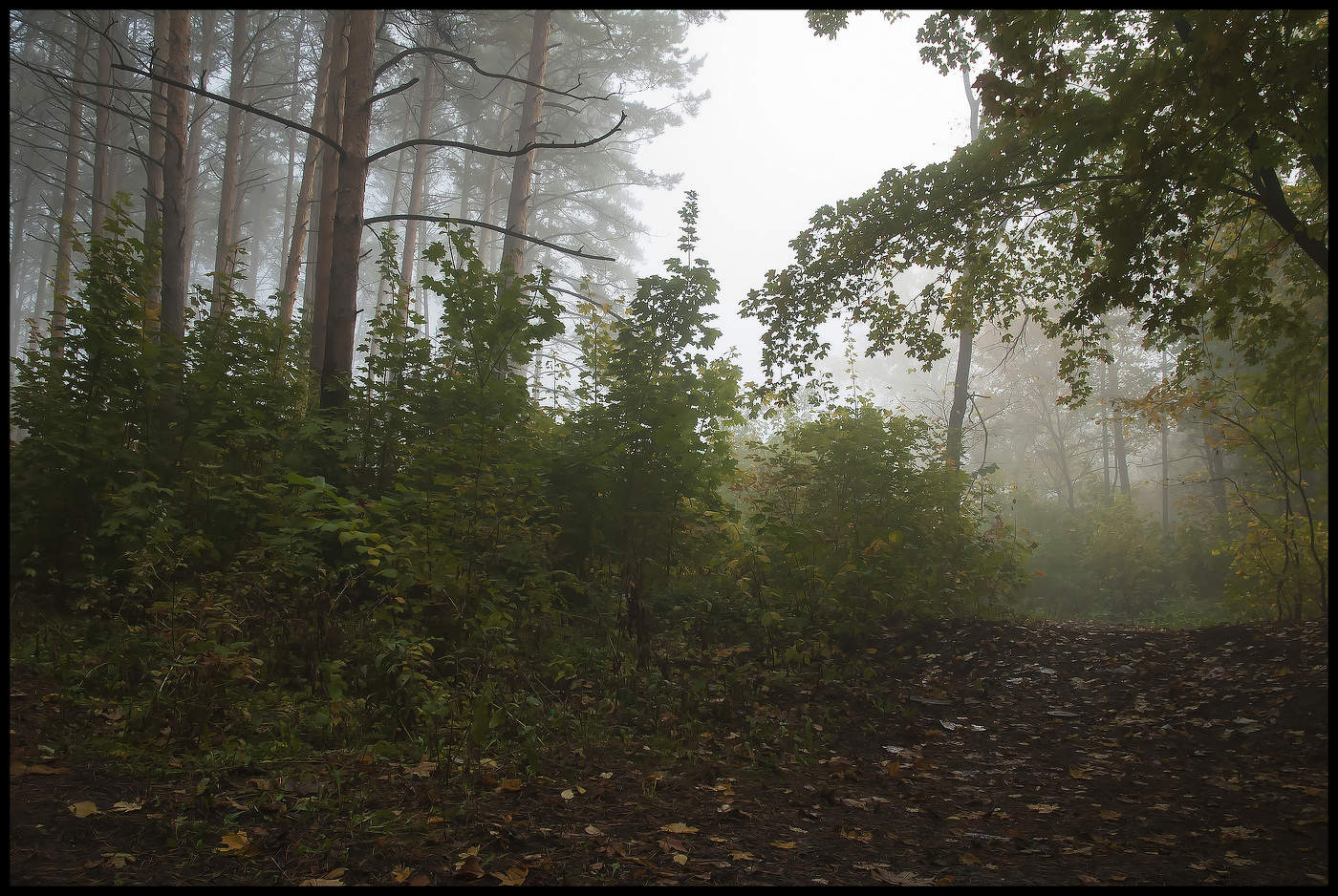 Morning in the forest