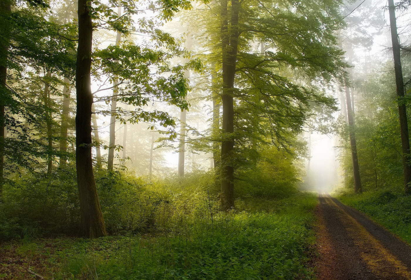 Morning in the forest