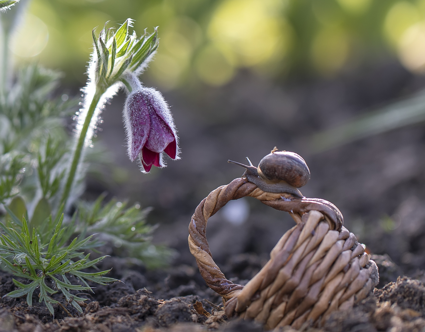 Pasque-flower