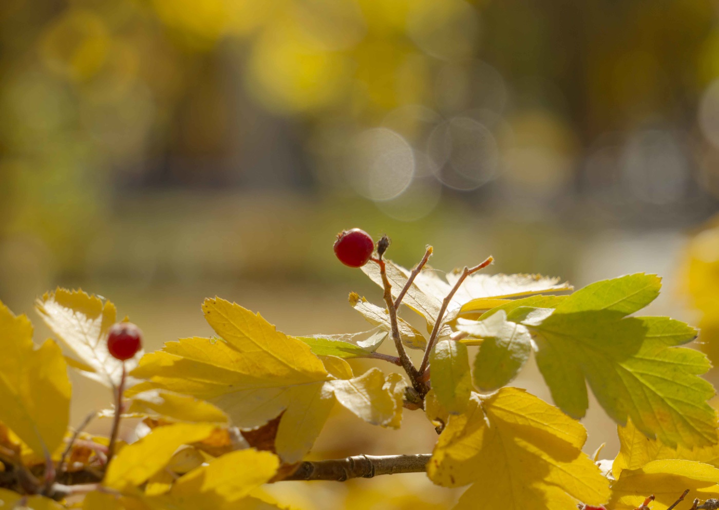 *Autumn sketch**