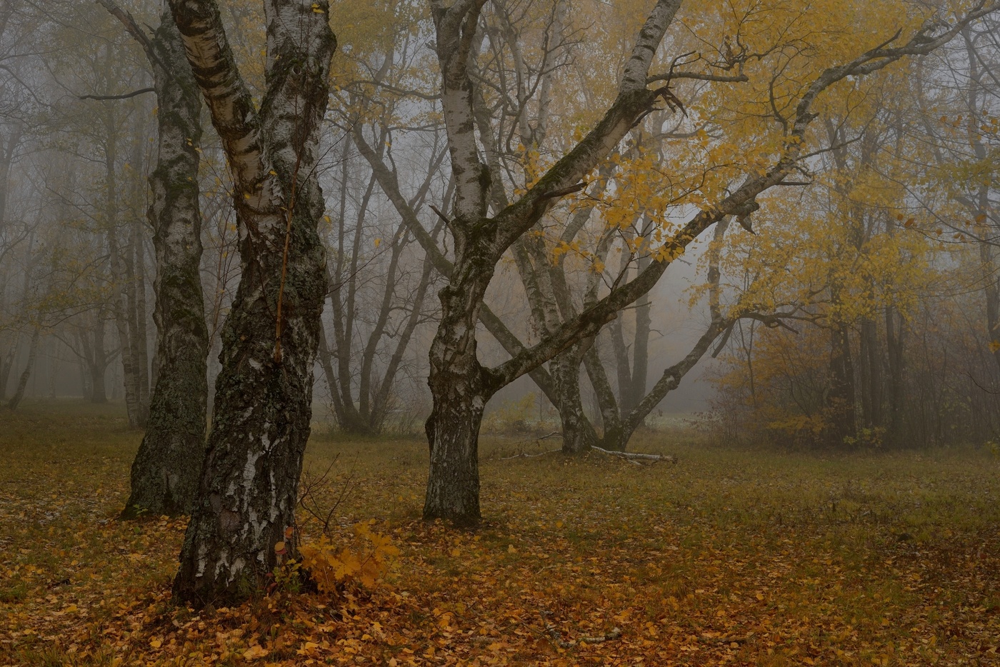 Foggy morning