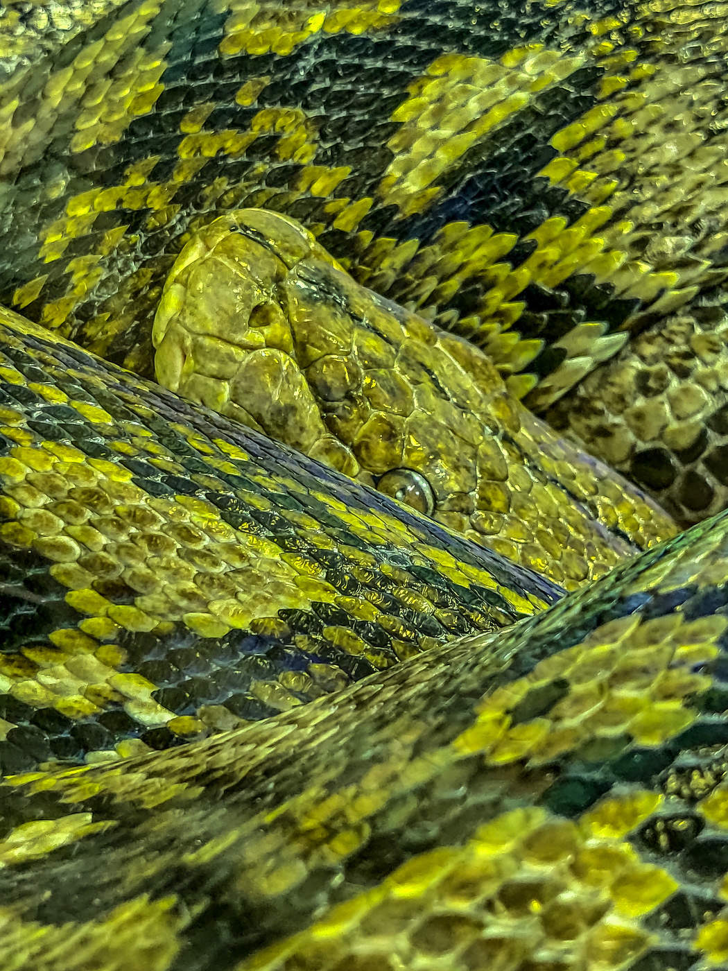 Snake