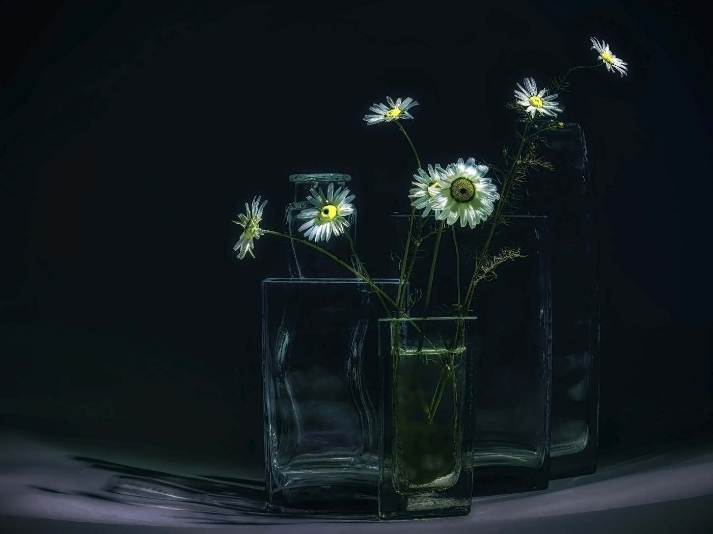 Daisies.