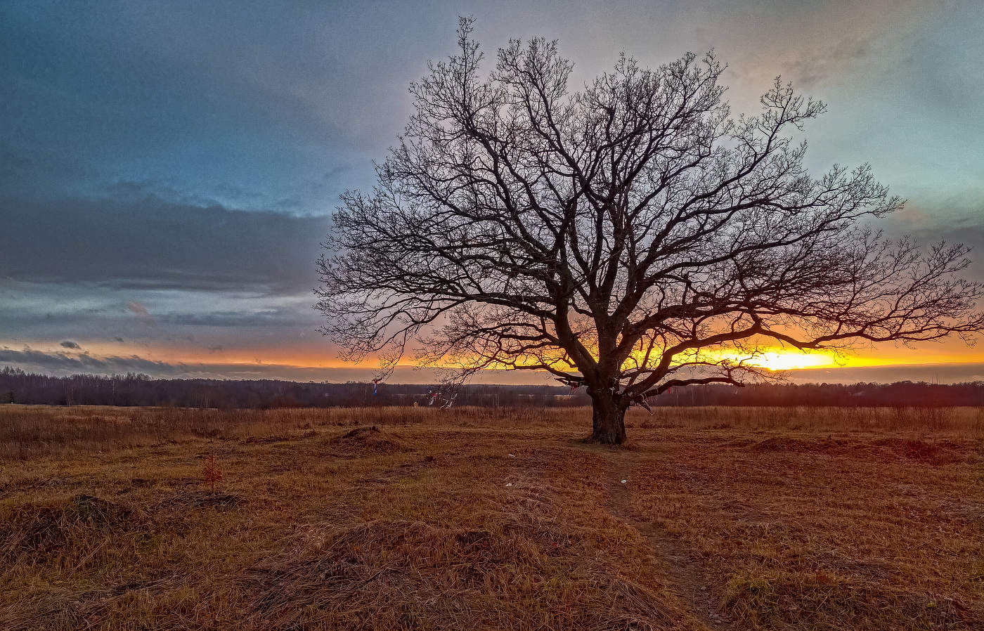 Oak-tree