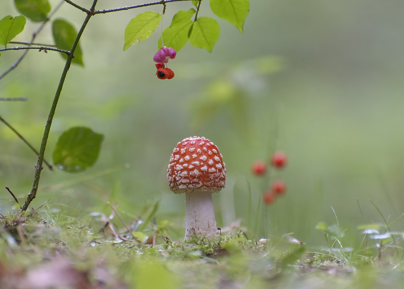 In forest