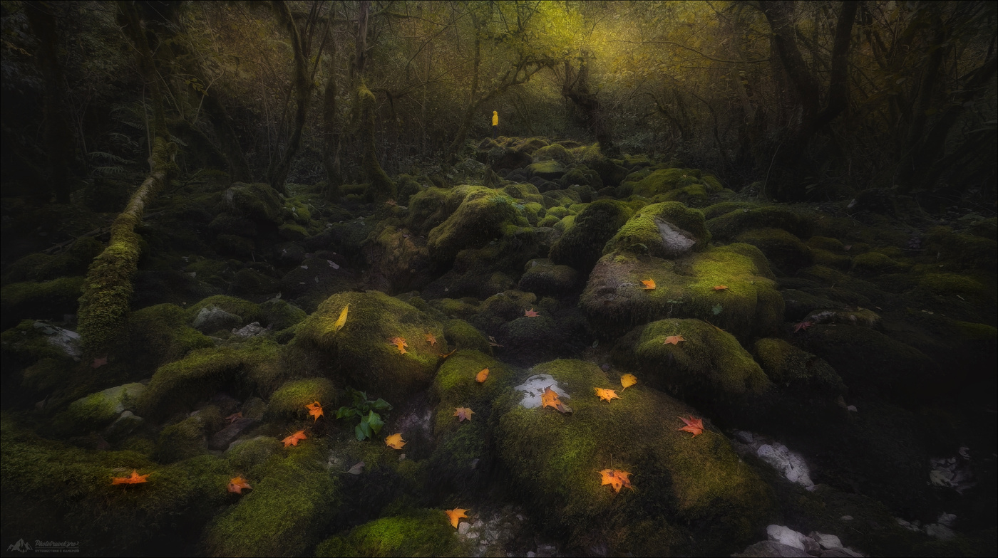 Elven forest