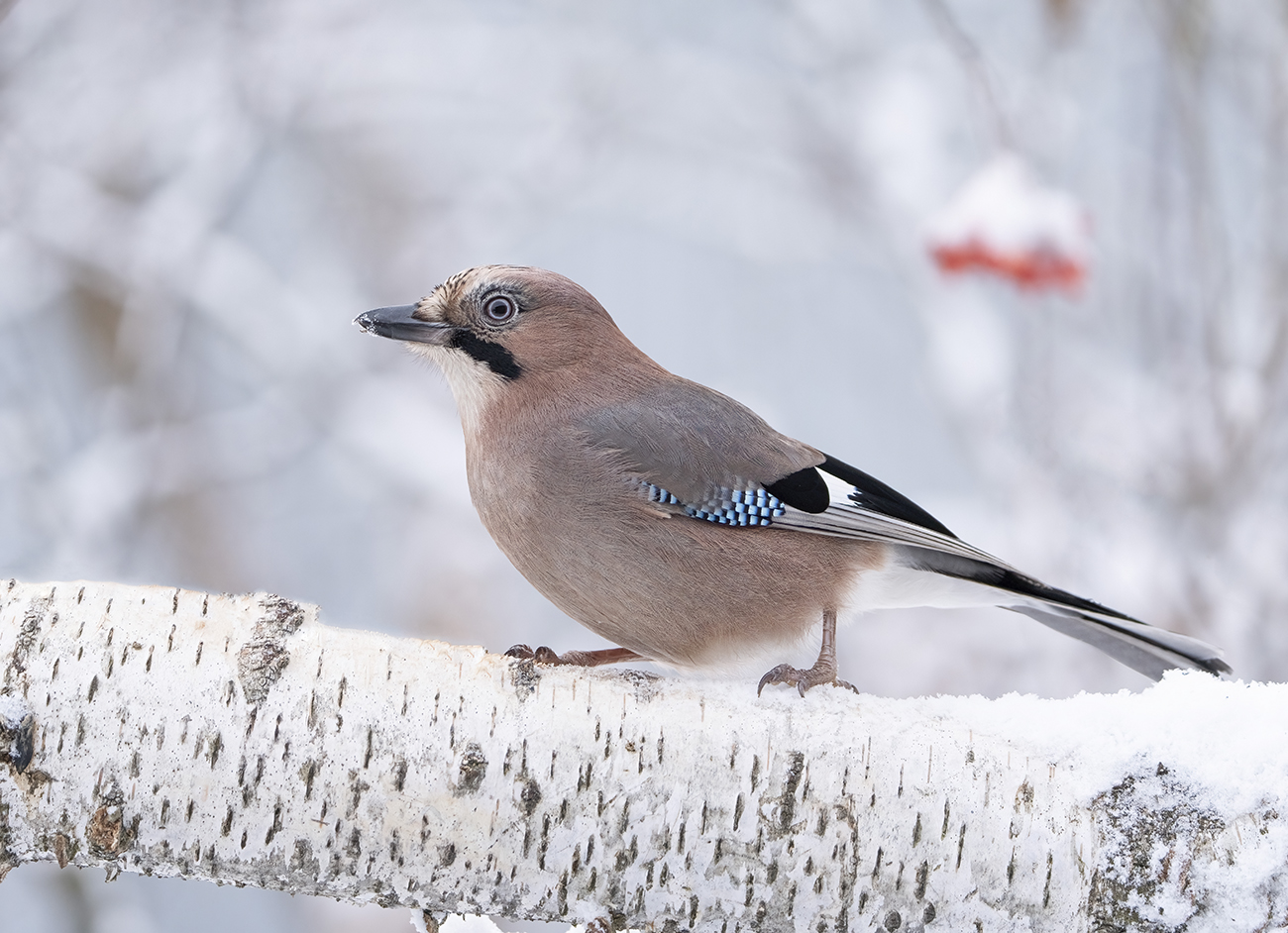 Jay
