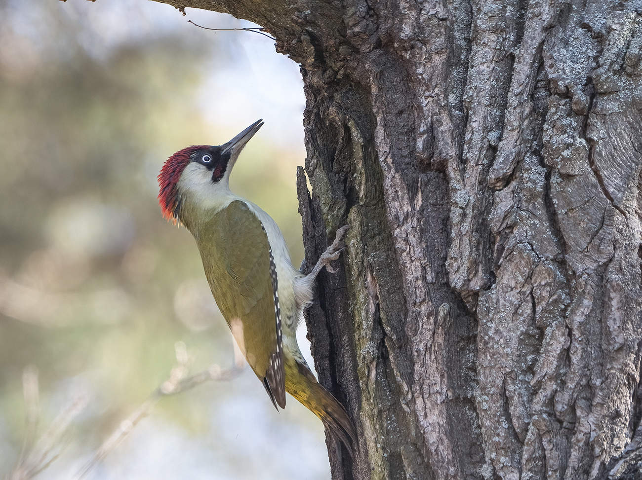 green woodpecker