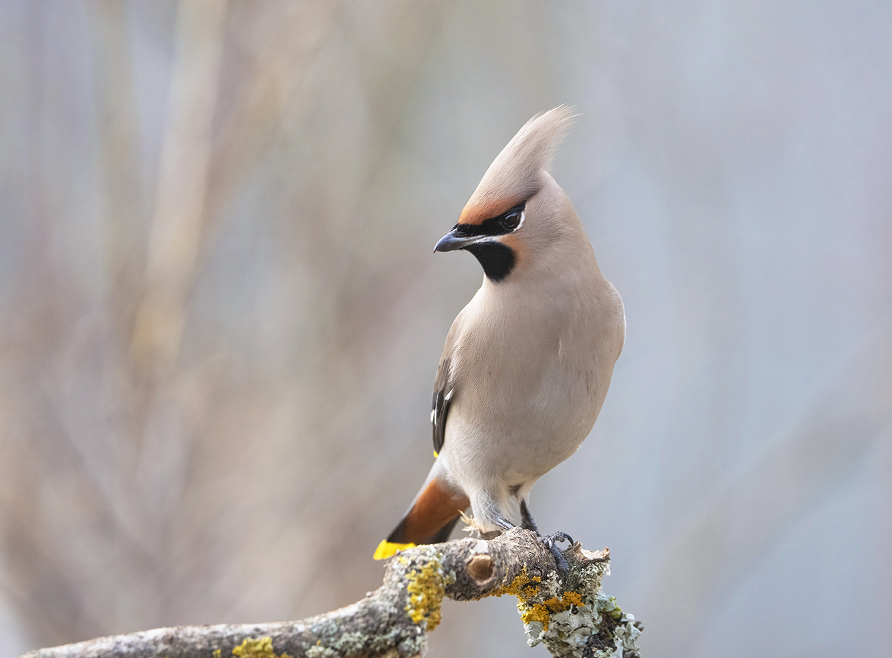 waxwing