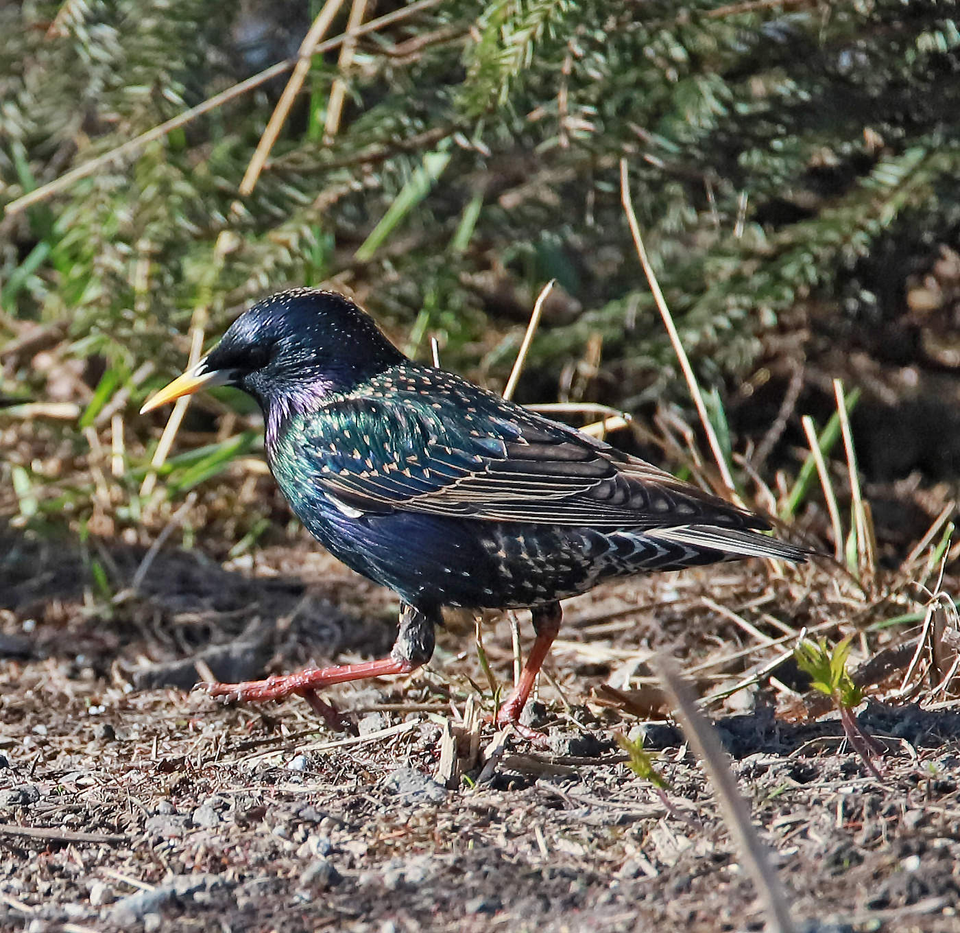 Starling