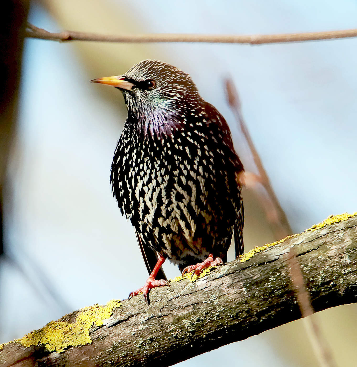***