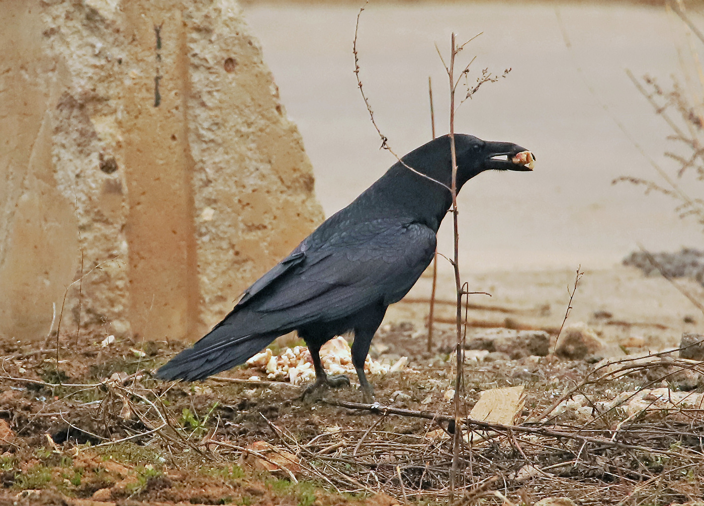 Raven