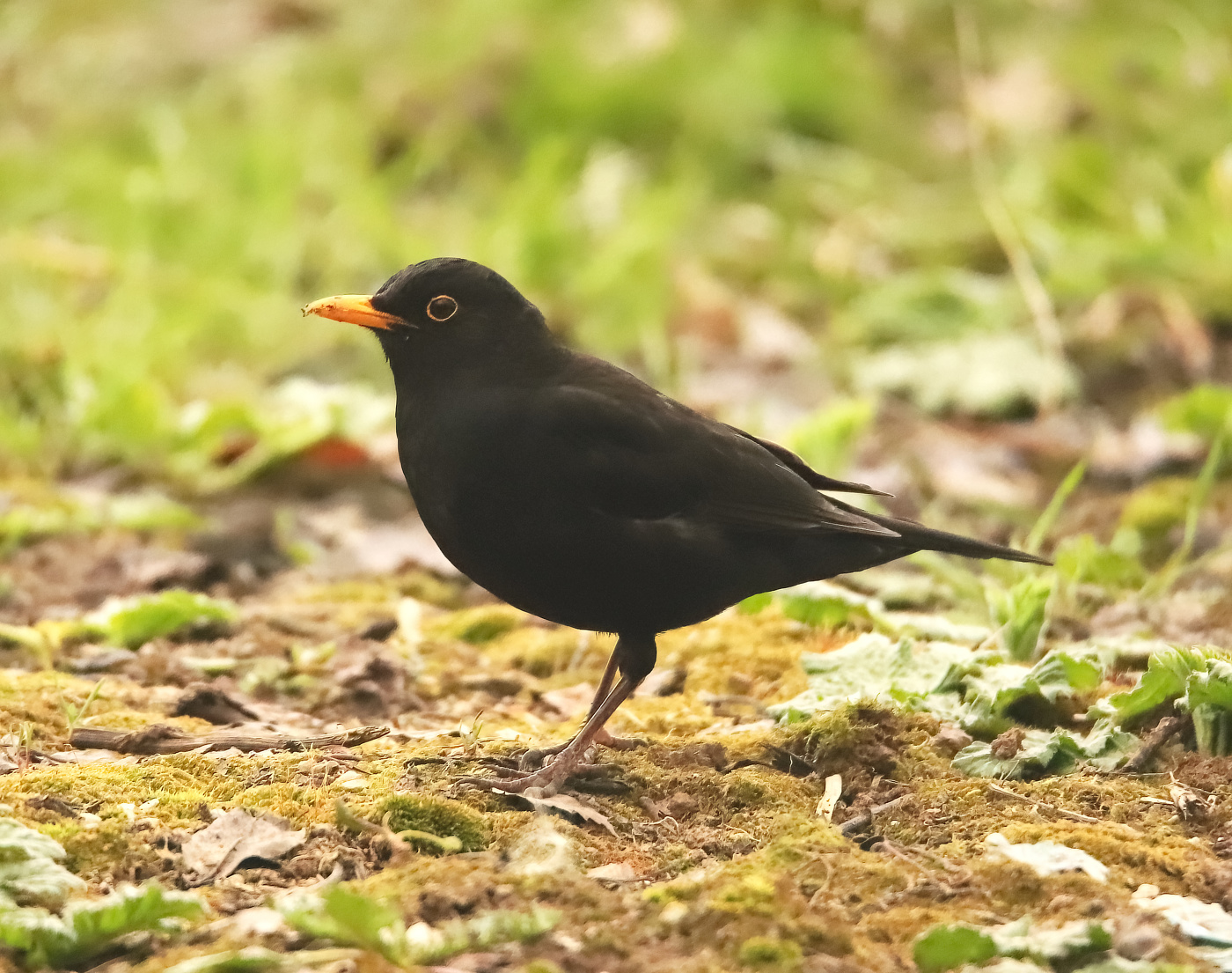 Blackbird