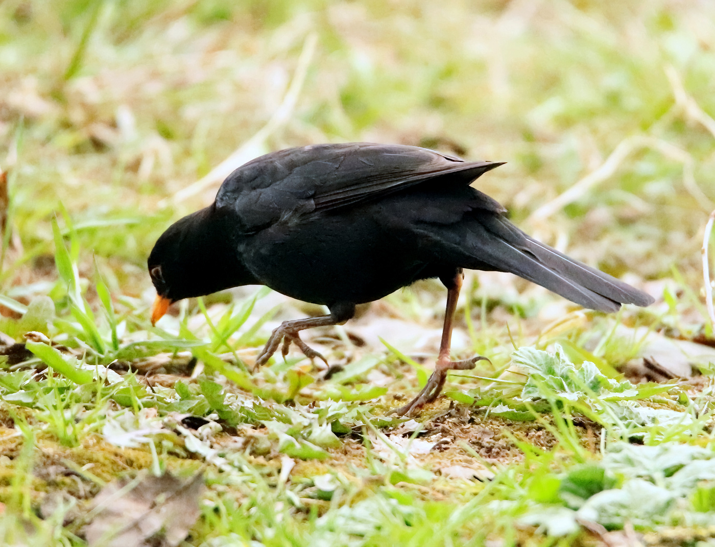 Blackbird