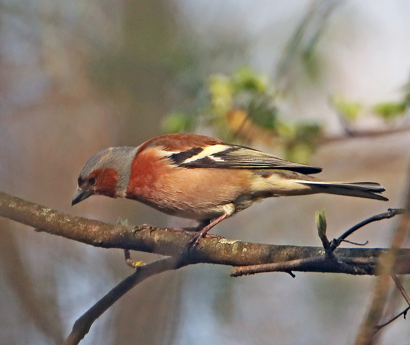 Finch