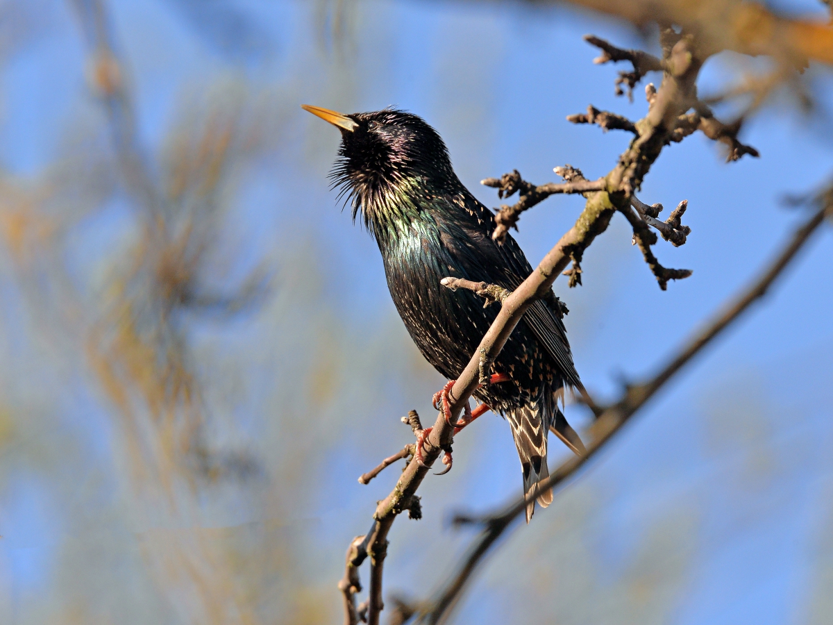 Starling