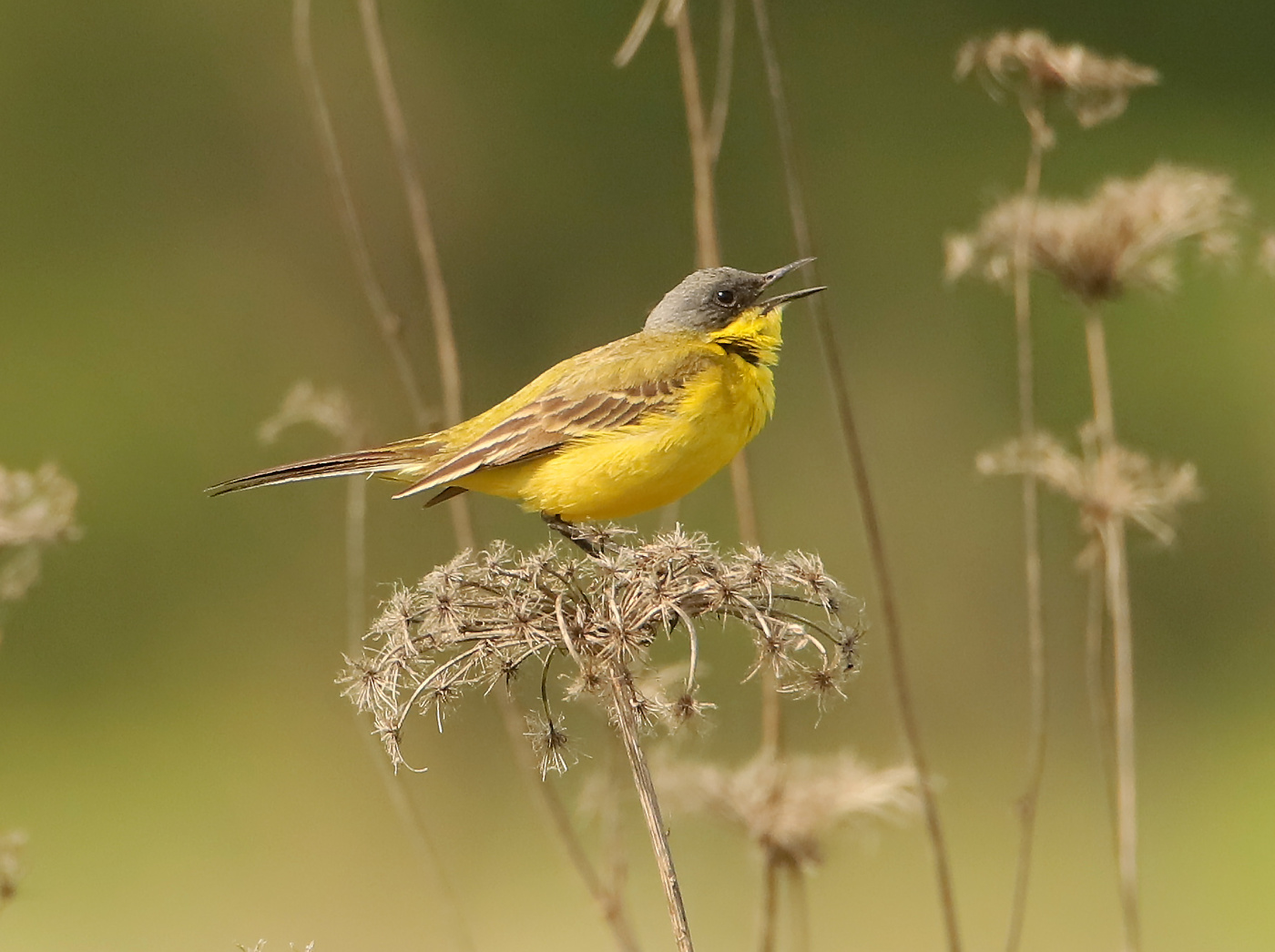 Yellow Wagtail