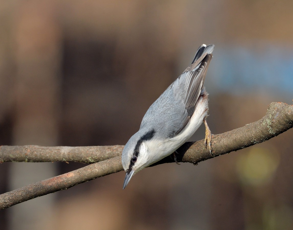Nuthatch