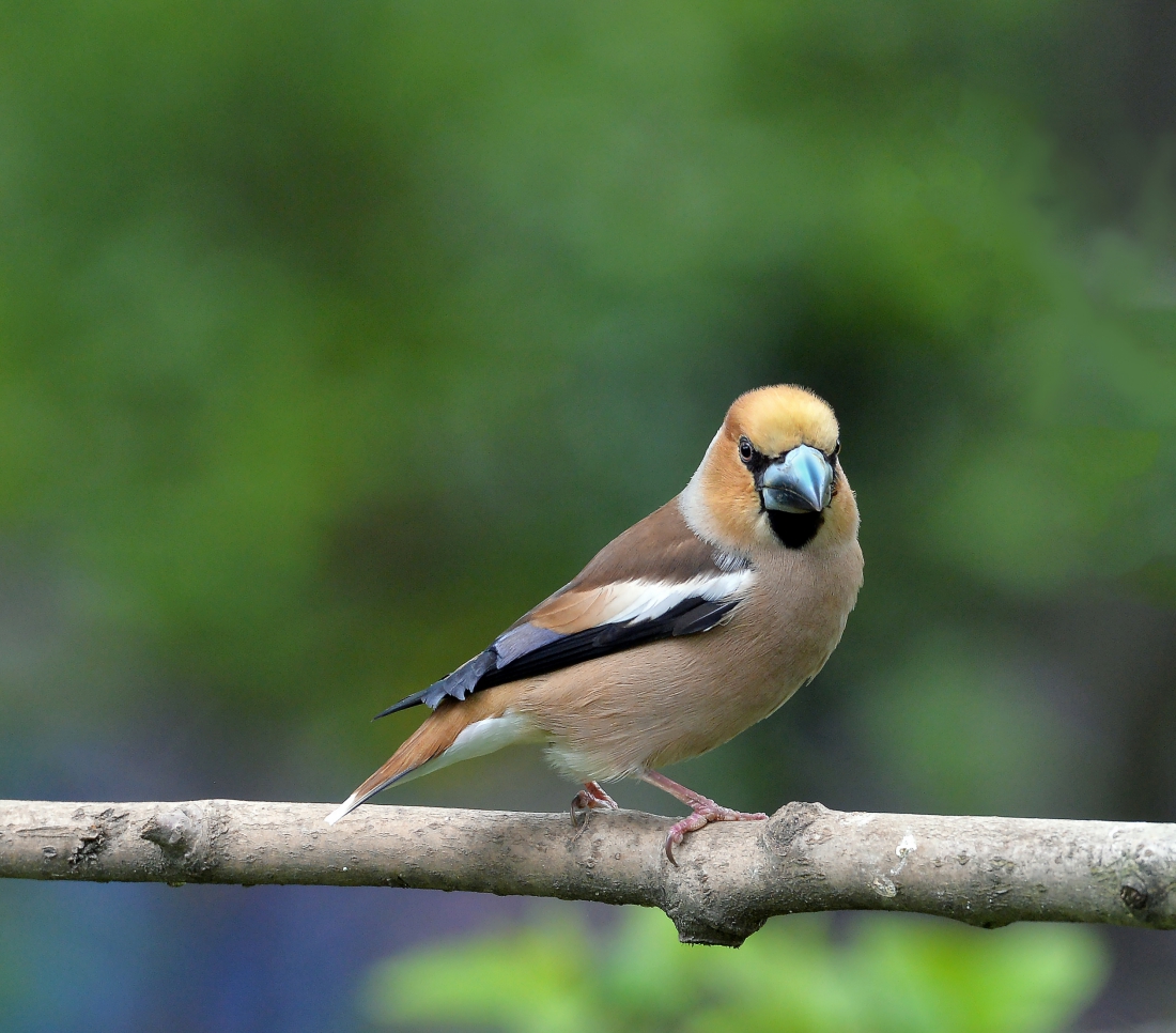 Grosbeak