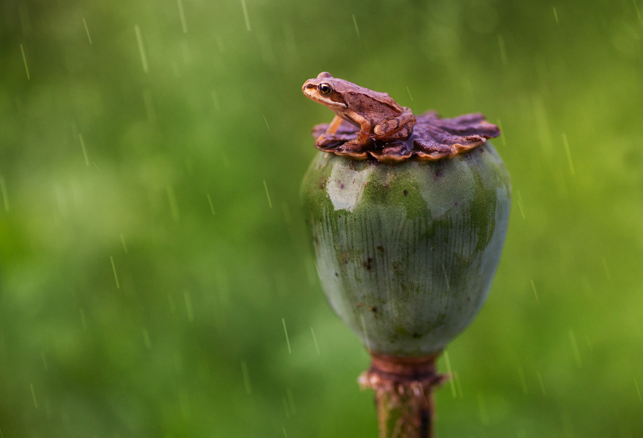 And the rain comes ...
