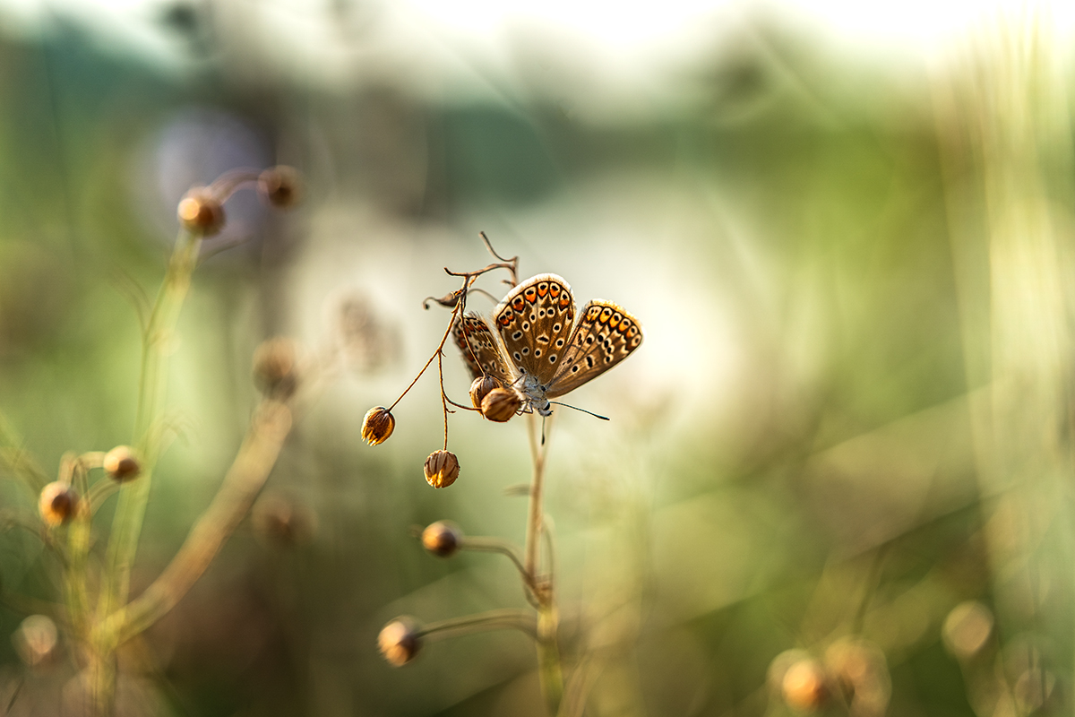 About a butterfly