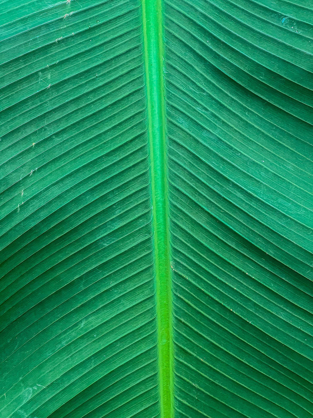 Sheet
