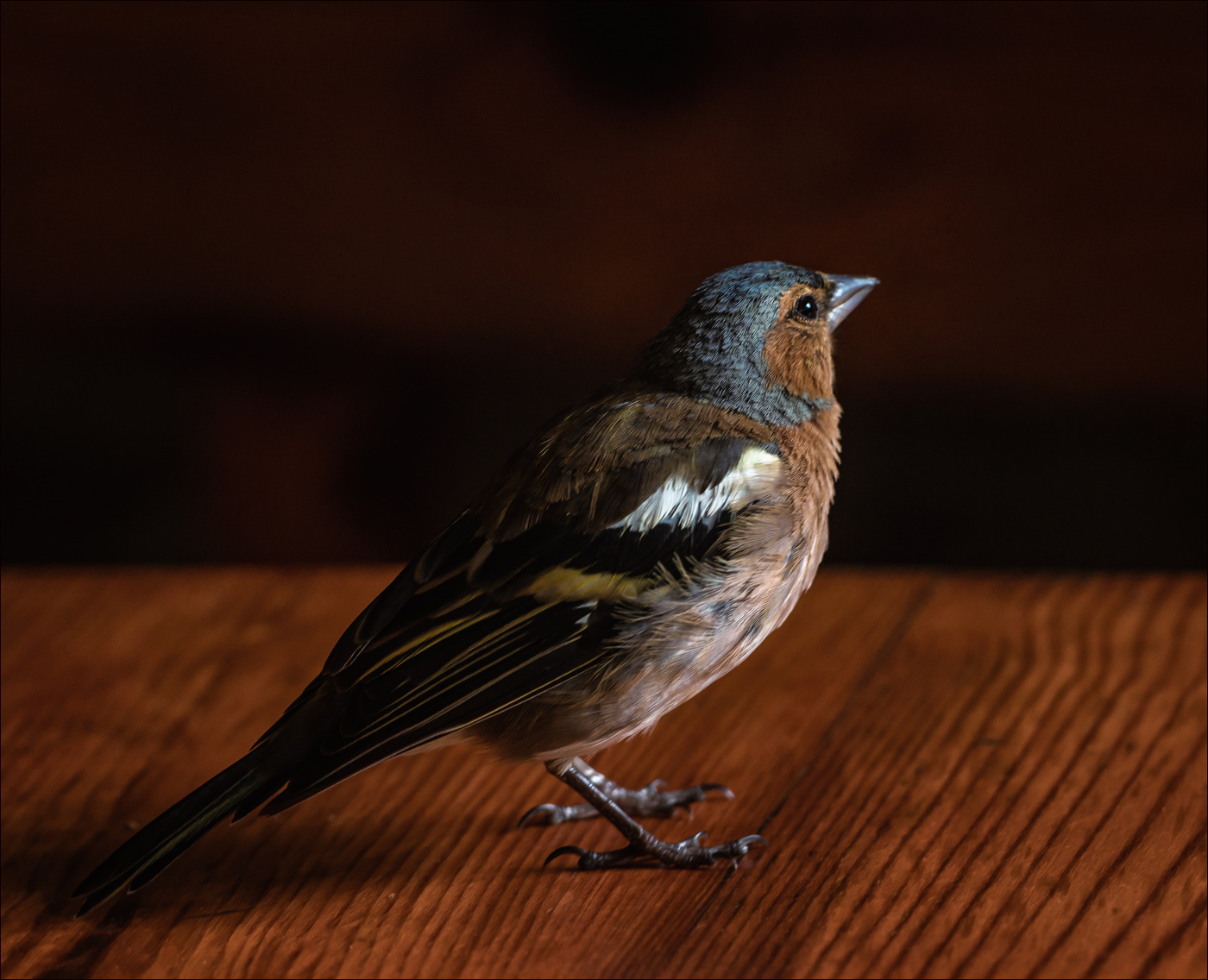 Finch