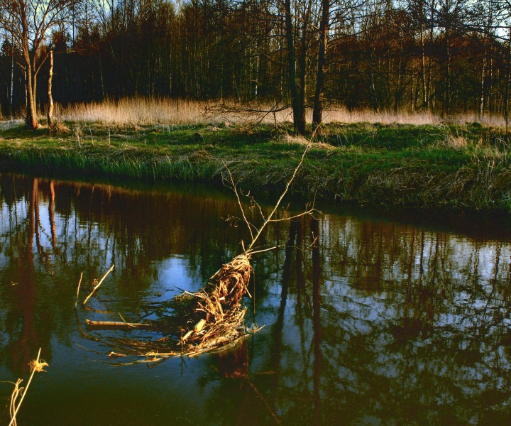 twig on the water