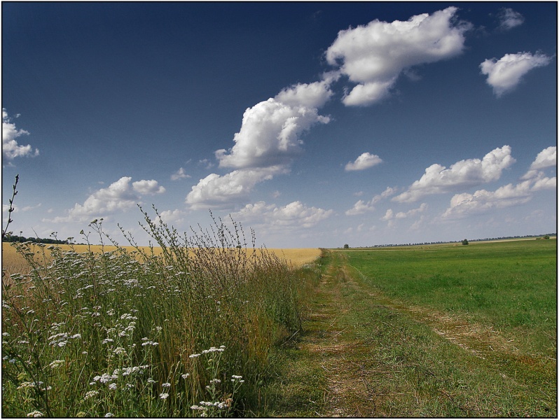 on the border of yellow and green
