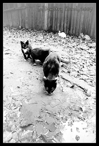 cats
