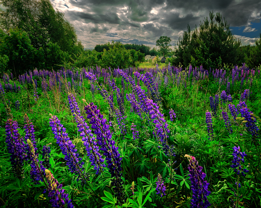 Lupine