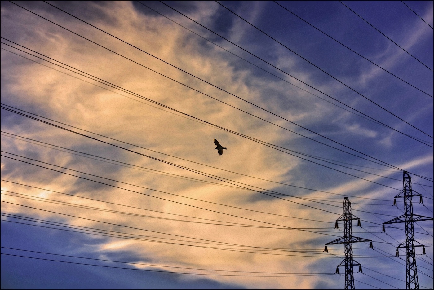 Bird ...