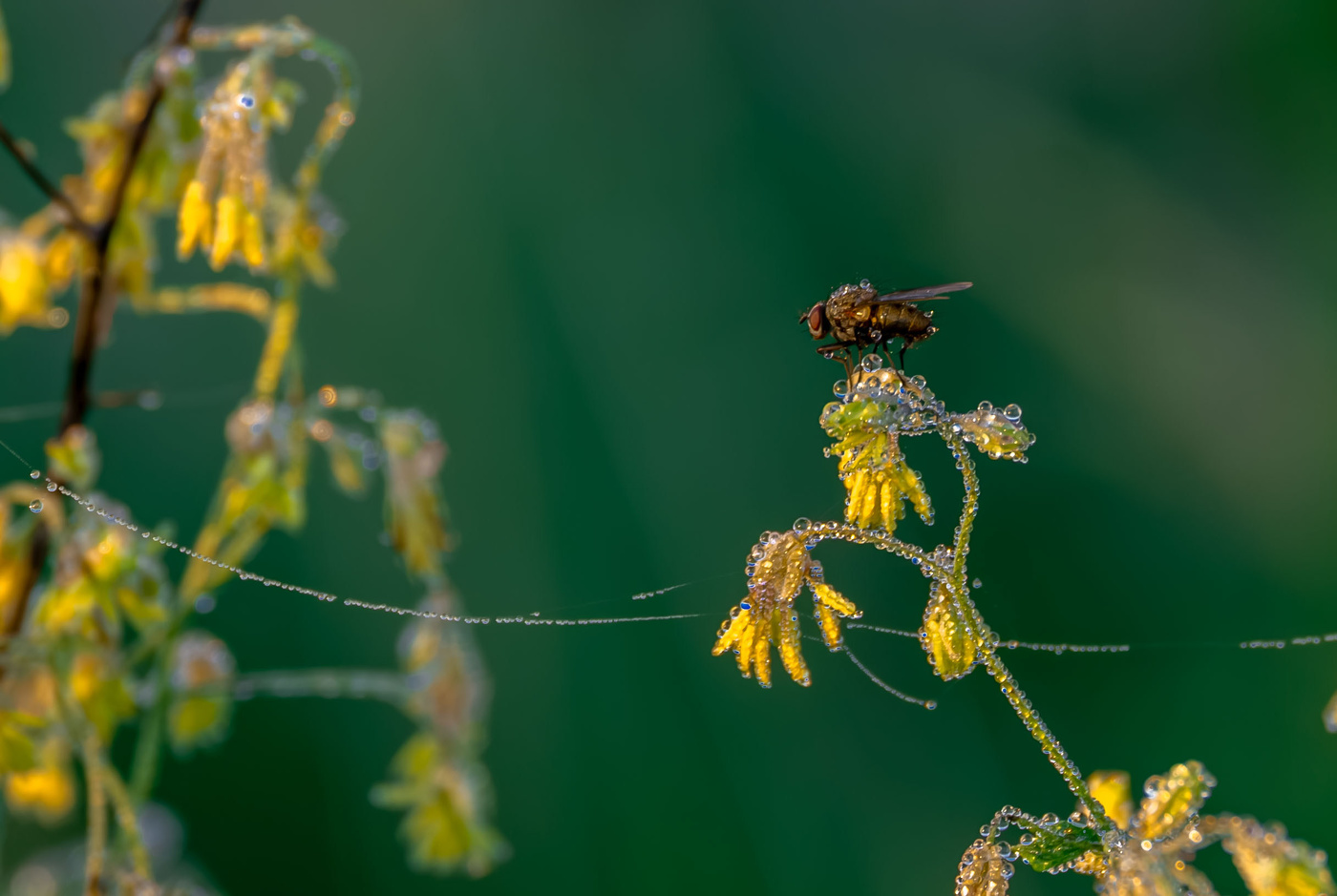 Fly.