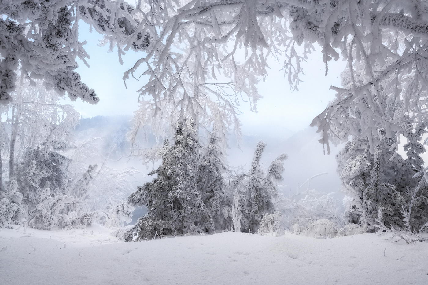 Tale of the winter woods